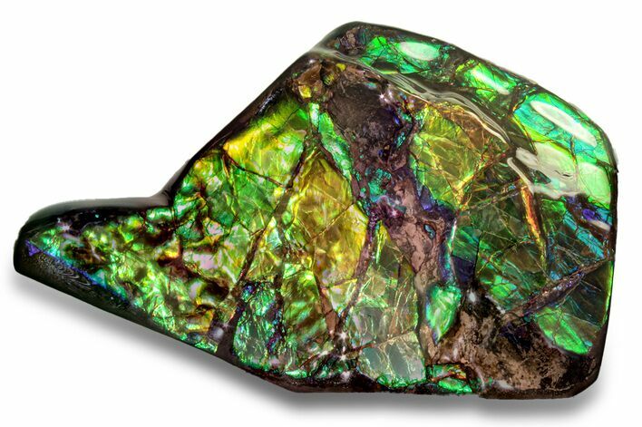 Flashy Ammolite (Fossil Ammonite Shell) - Alberta, Canada #258218
